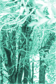 trees photo